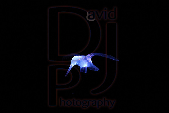 IMG_8669