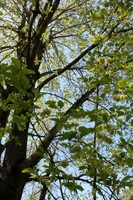 IMG_0078